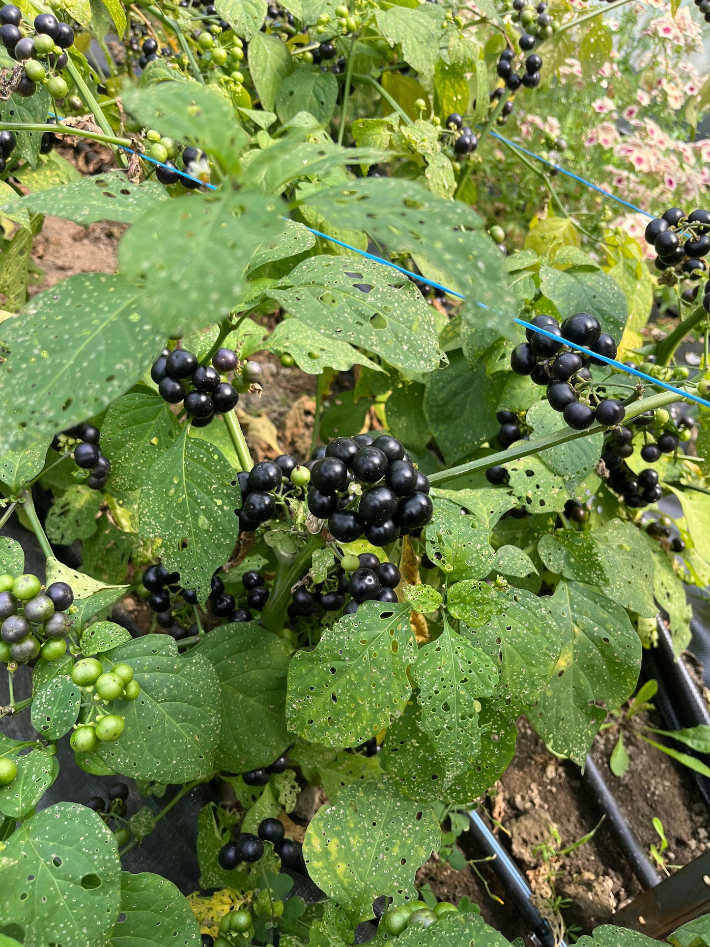 Garden Huckleberry