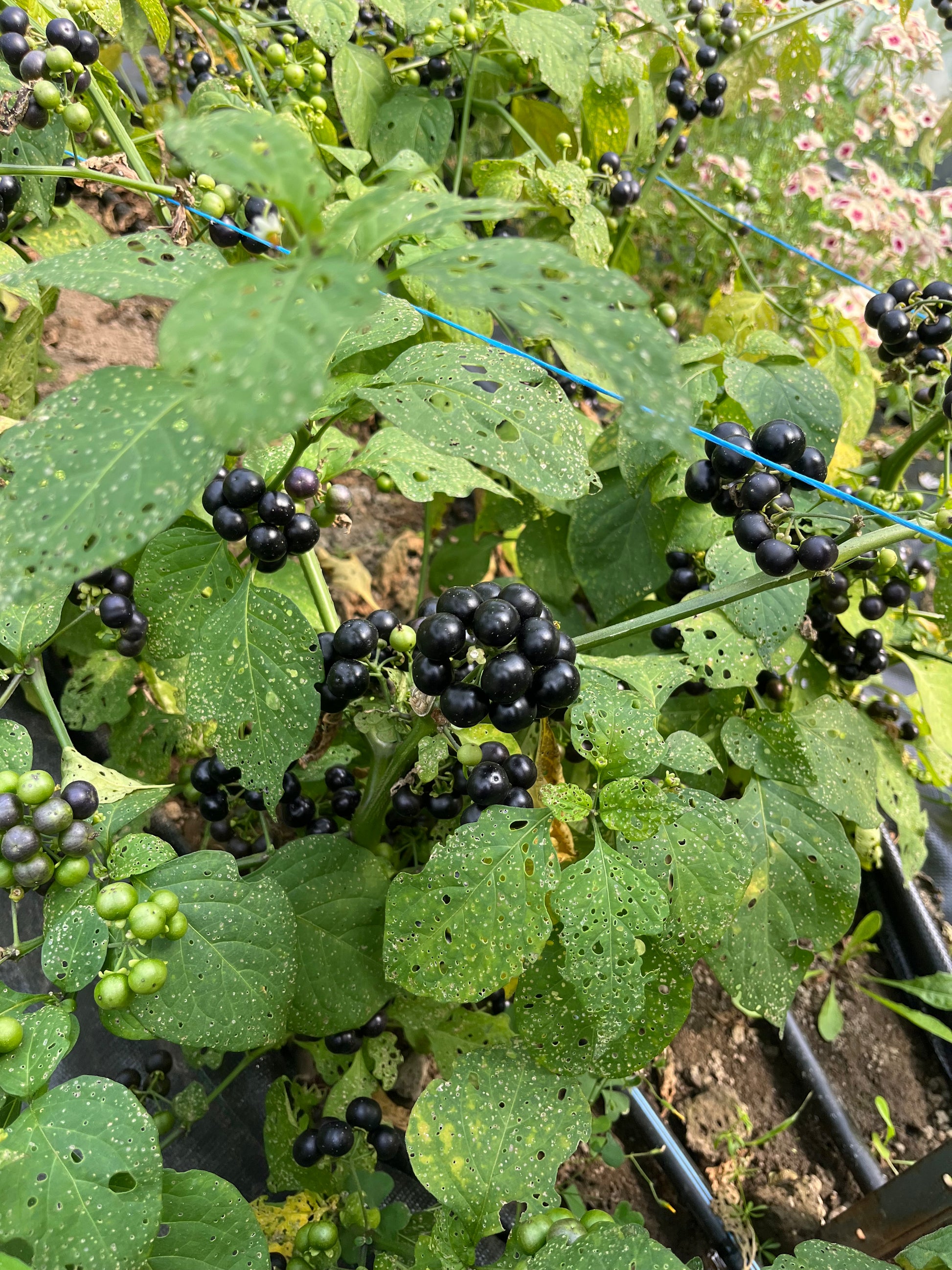 Garden Huckleberry