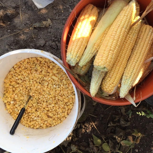 Corn, Golden Bantam Sweet