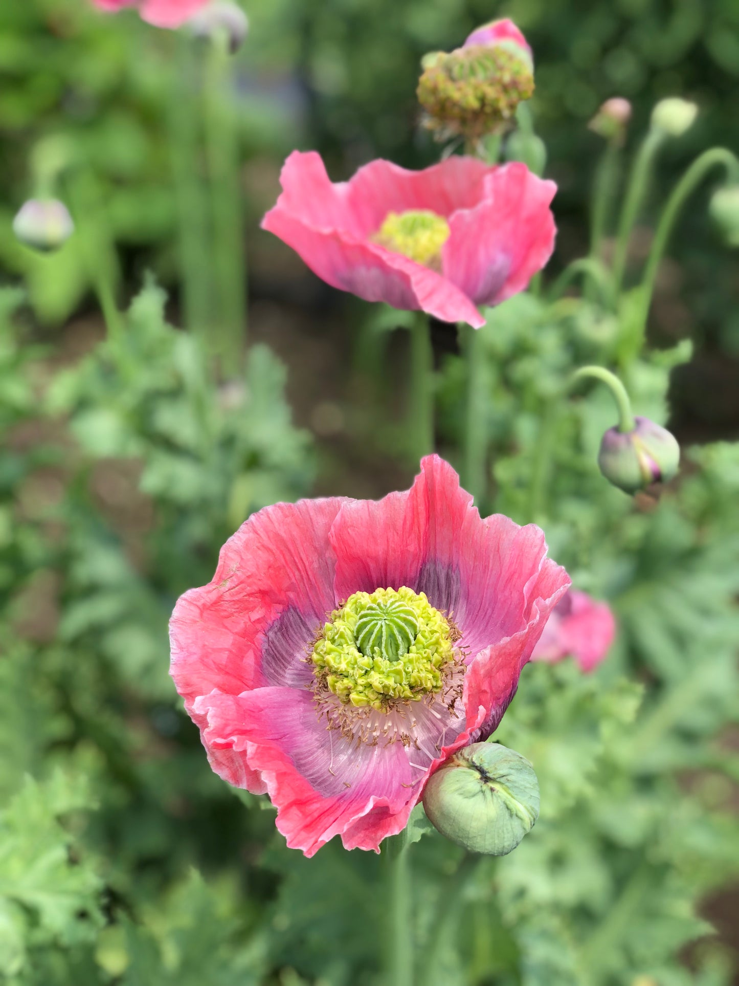 Flower, Hens and Chicks Poppy