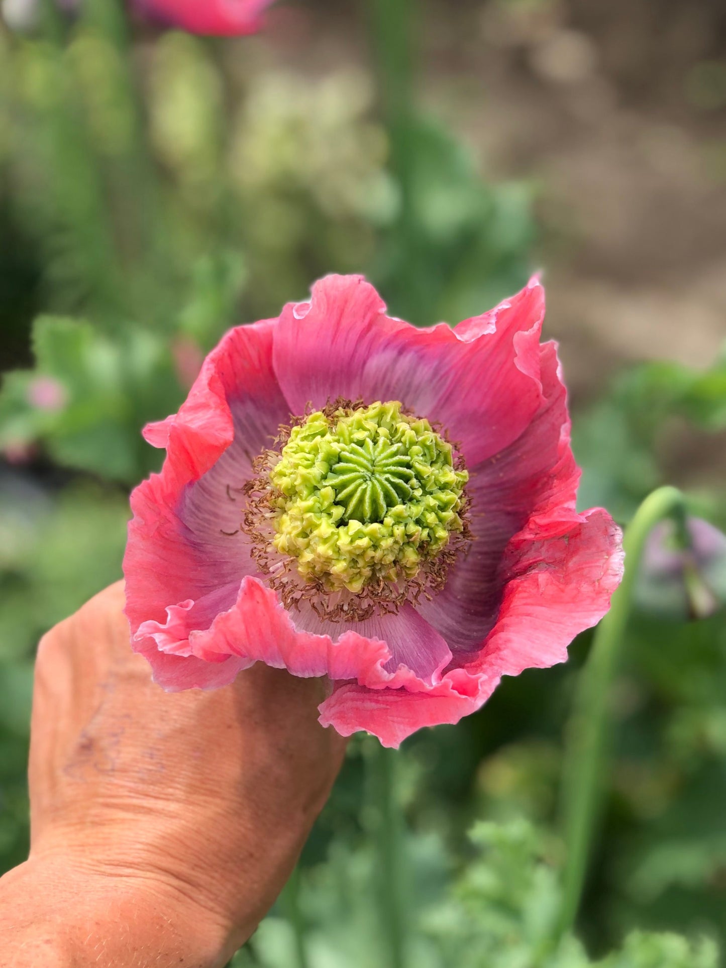 Flower, Hens and Chicks Poppy