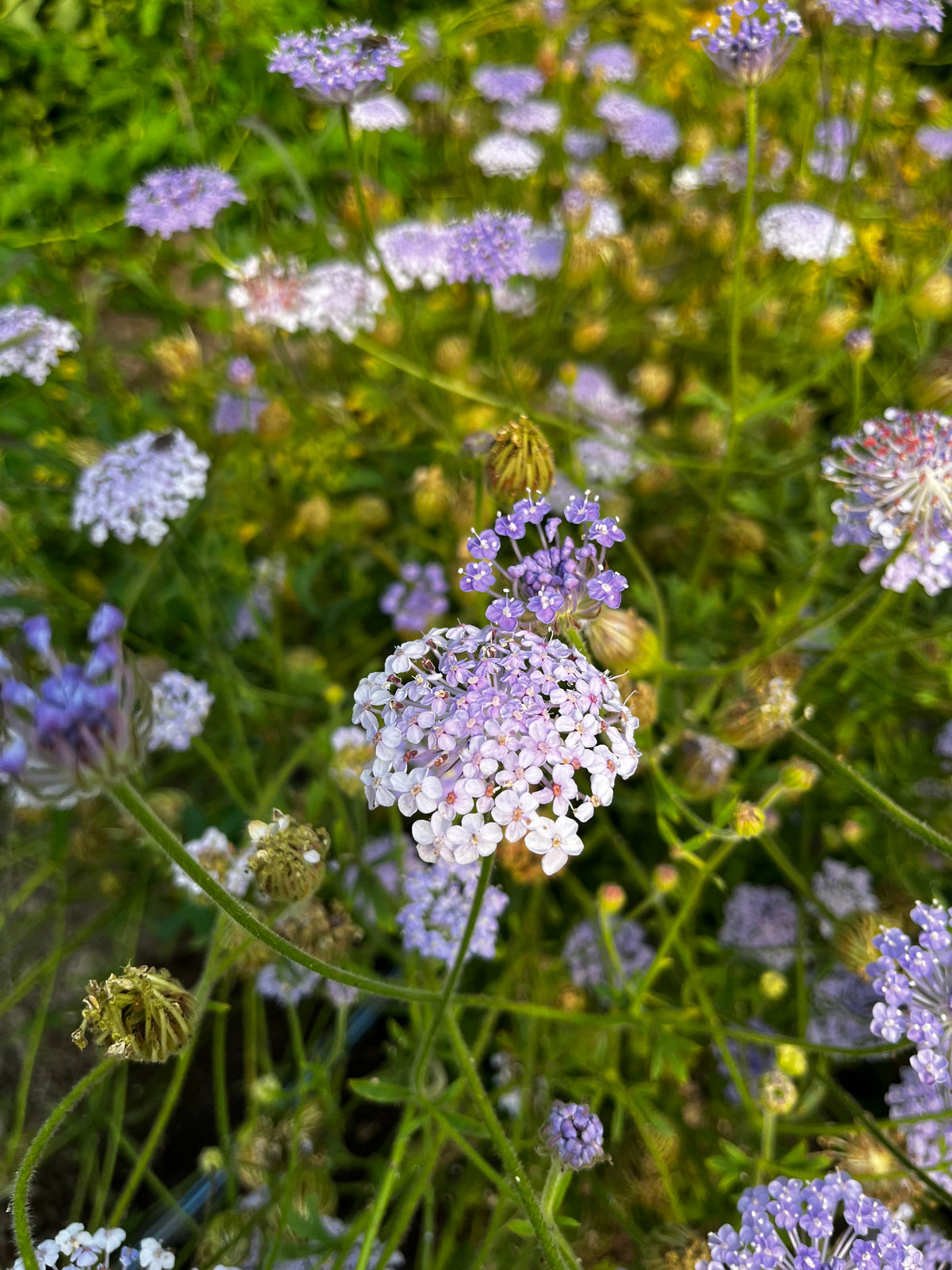 Lacy Lavender Didiscus