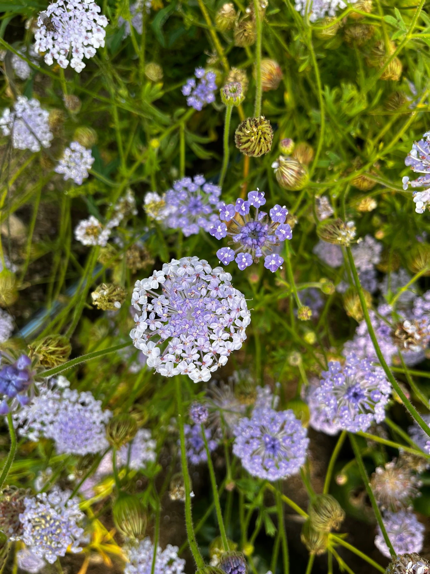 Flower, Lacy Lavender Didiscus