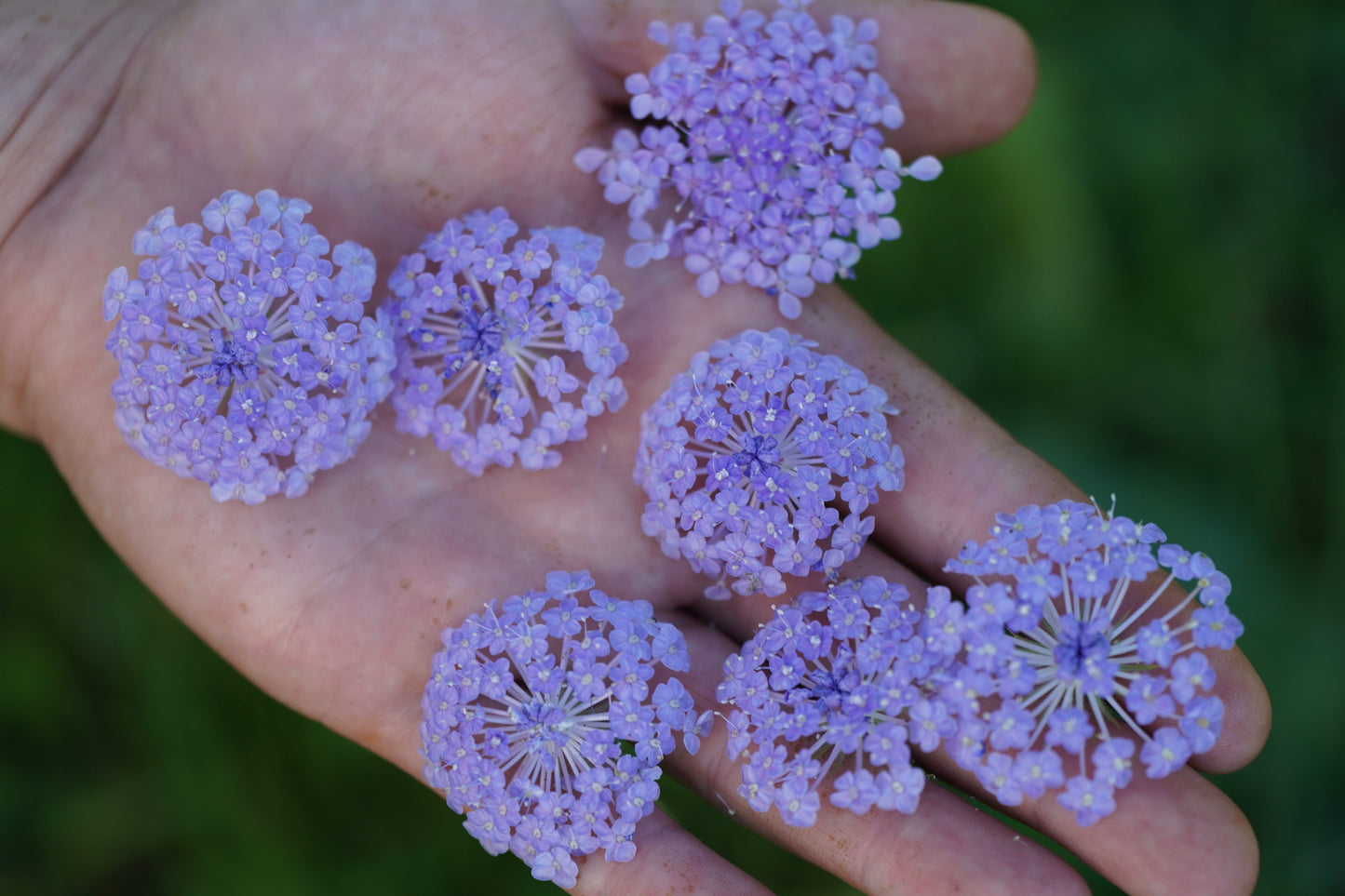 Flower, Lacy Lavender Didiscus