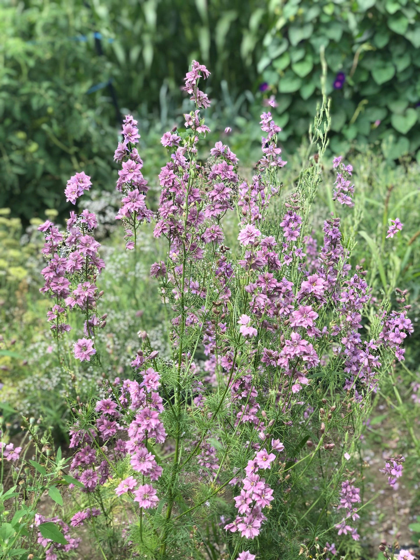 Flower, Lavender Larkspur