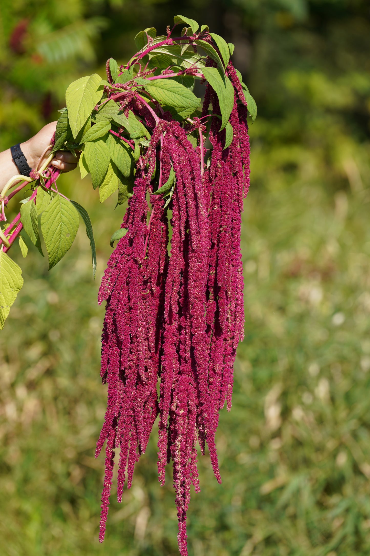 Flower, Love-lies-bleeding Amaranth