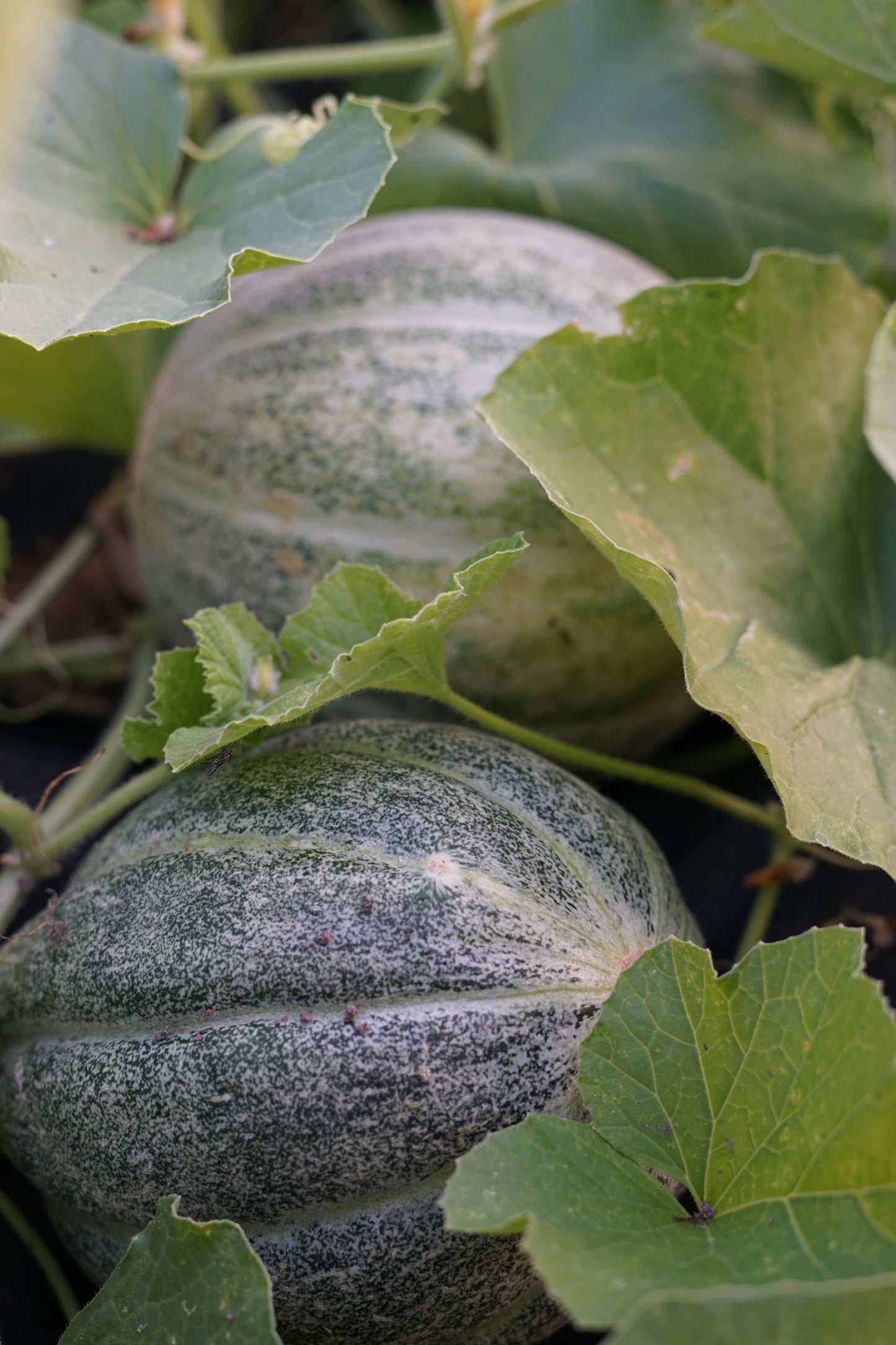 Melon de Montréal