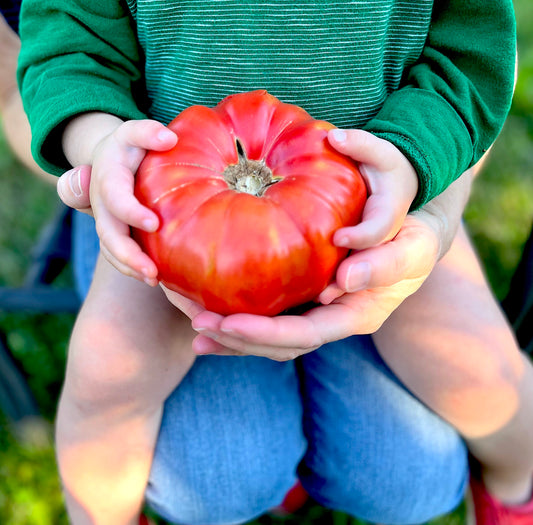 Mémé de Beauce tomato