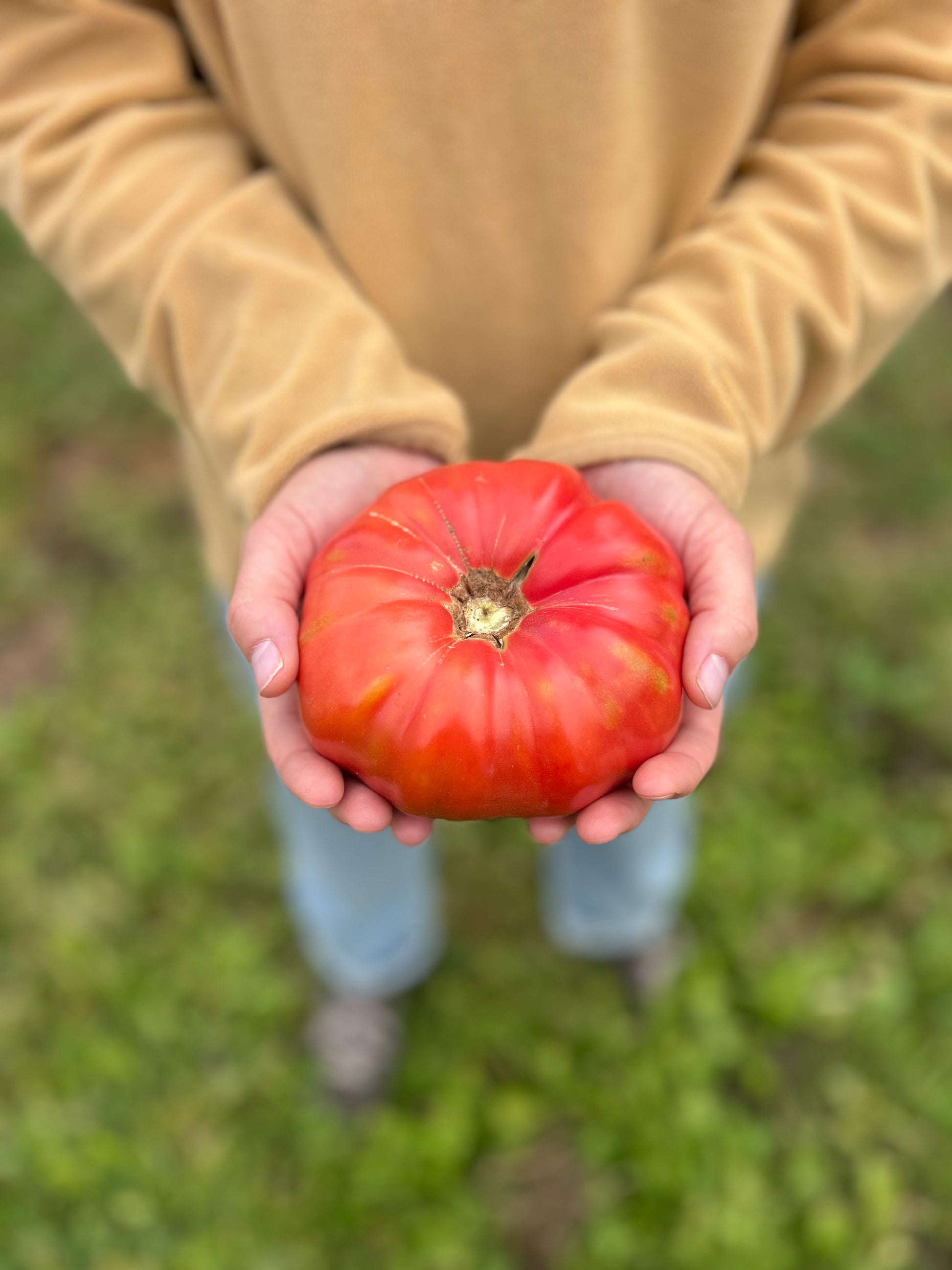 Mémé de Beauce tomato