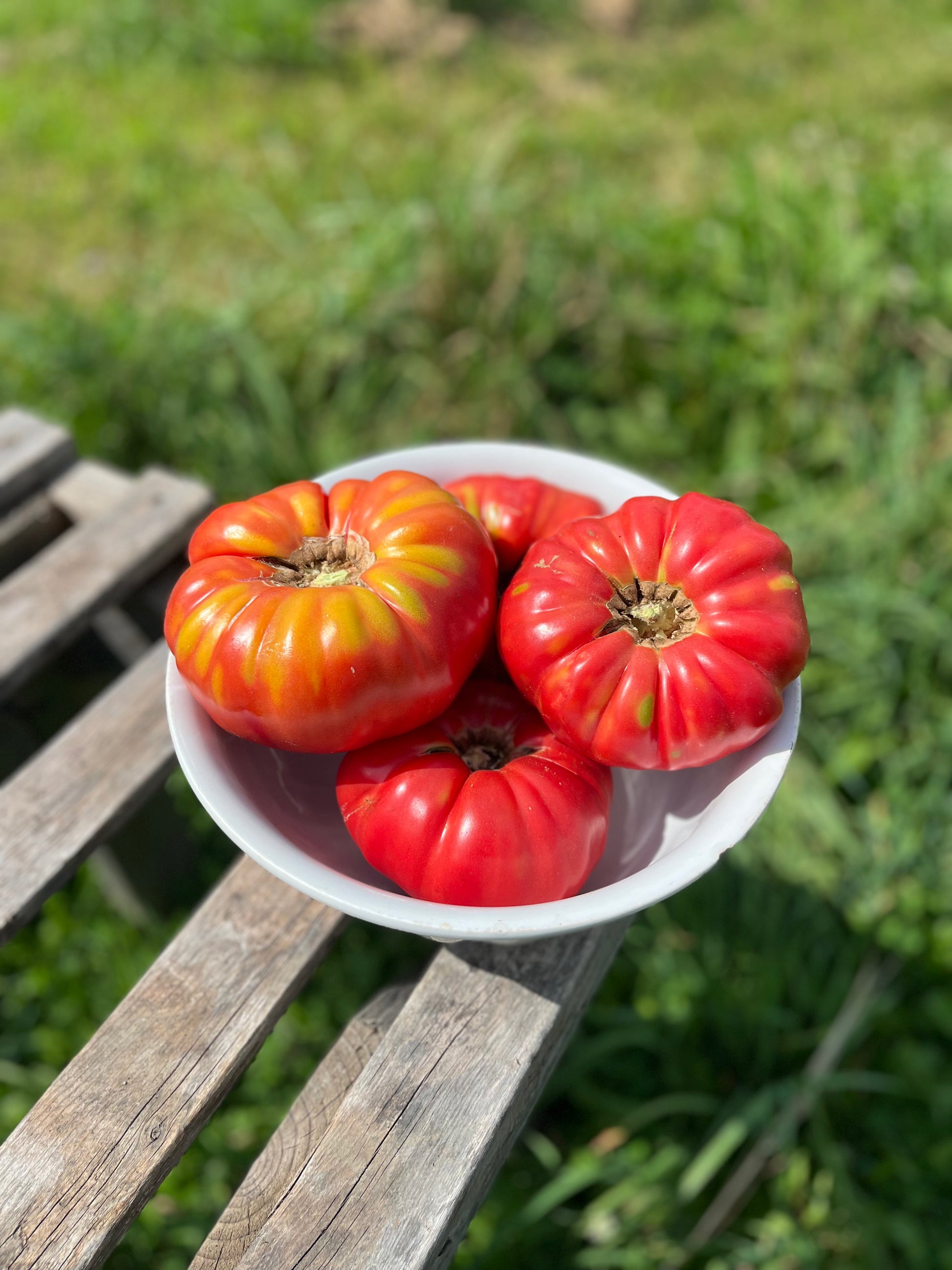 Mémé de Beauce tomato