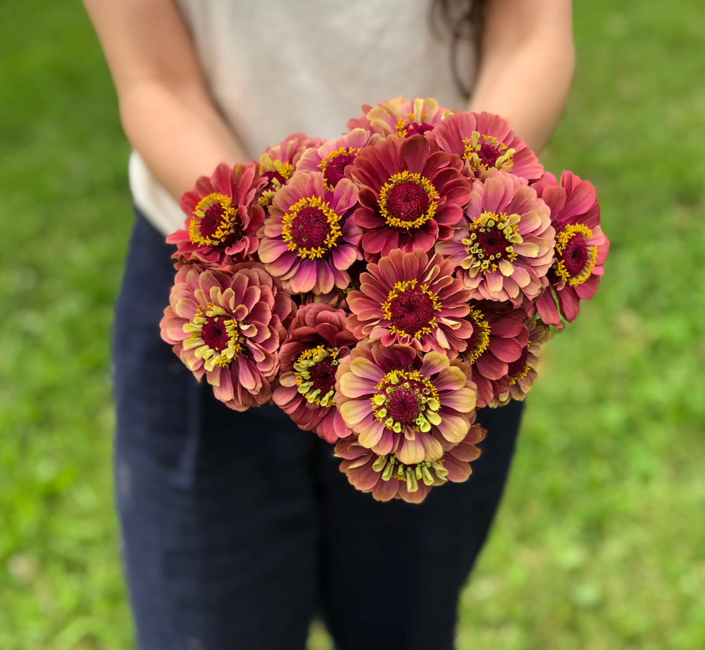 Zinnia Queen Lime Red