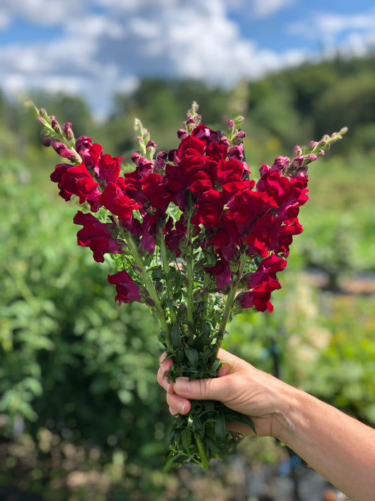 Flower, Red Velvet Snapdragon