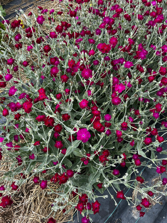 Flower, Rose Campion