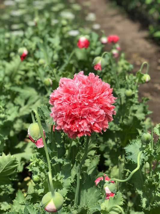 Flower, Salmon Frills Poppy