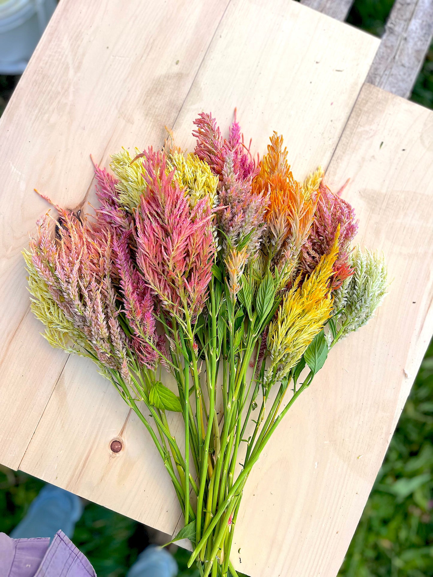 Shimmer Celosia