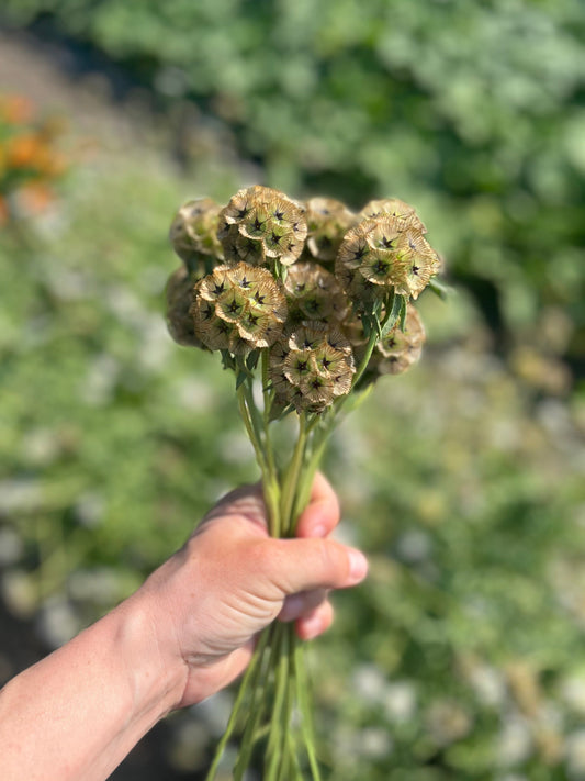 Flower, Starflower Scabiosa