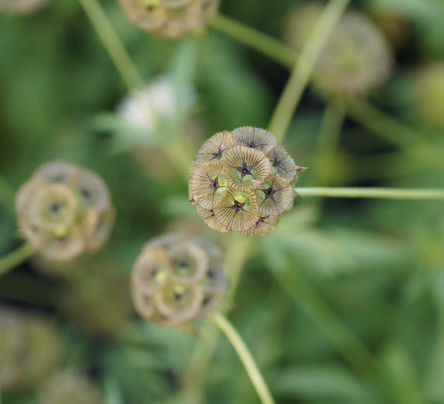 Flower, Starflower Scabiosa