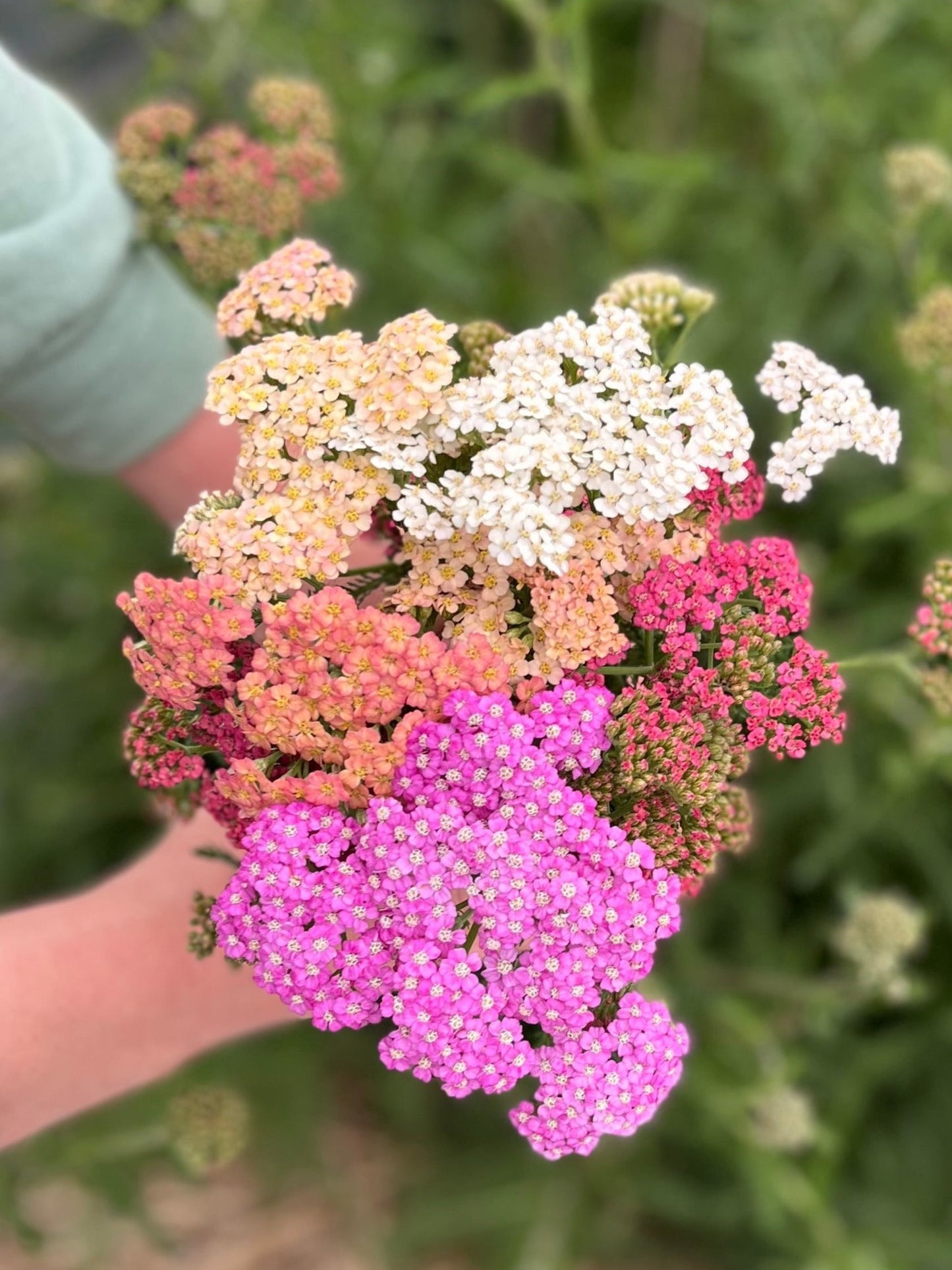 Flower, Summer Berries Yarrow