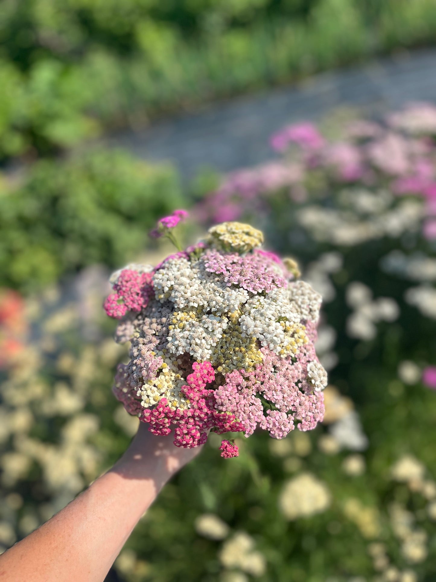 Flower, Summer Berries Yarrow