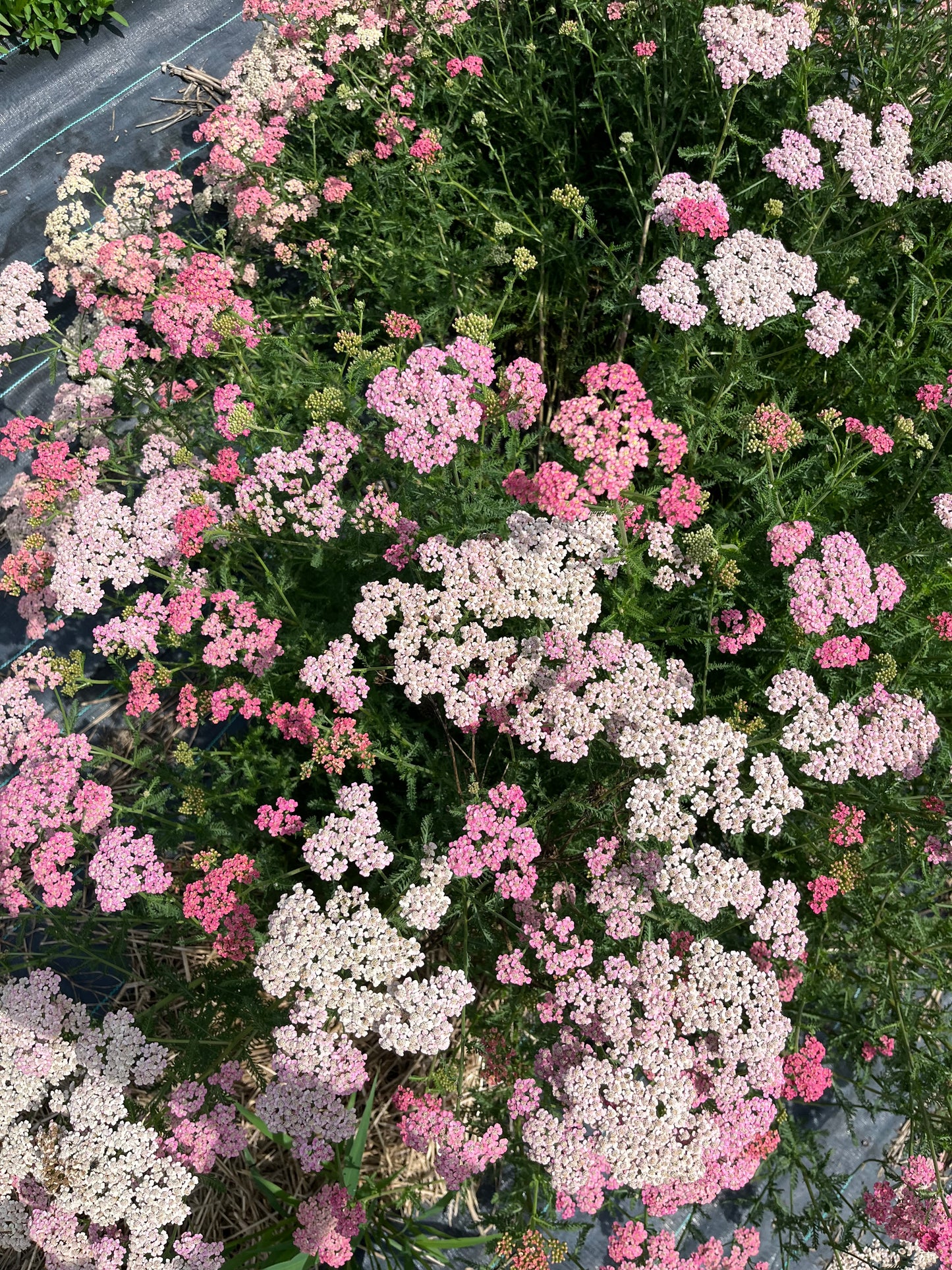 Flower, Summer Berries Yarrow