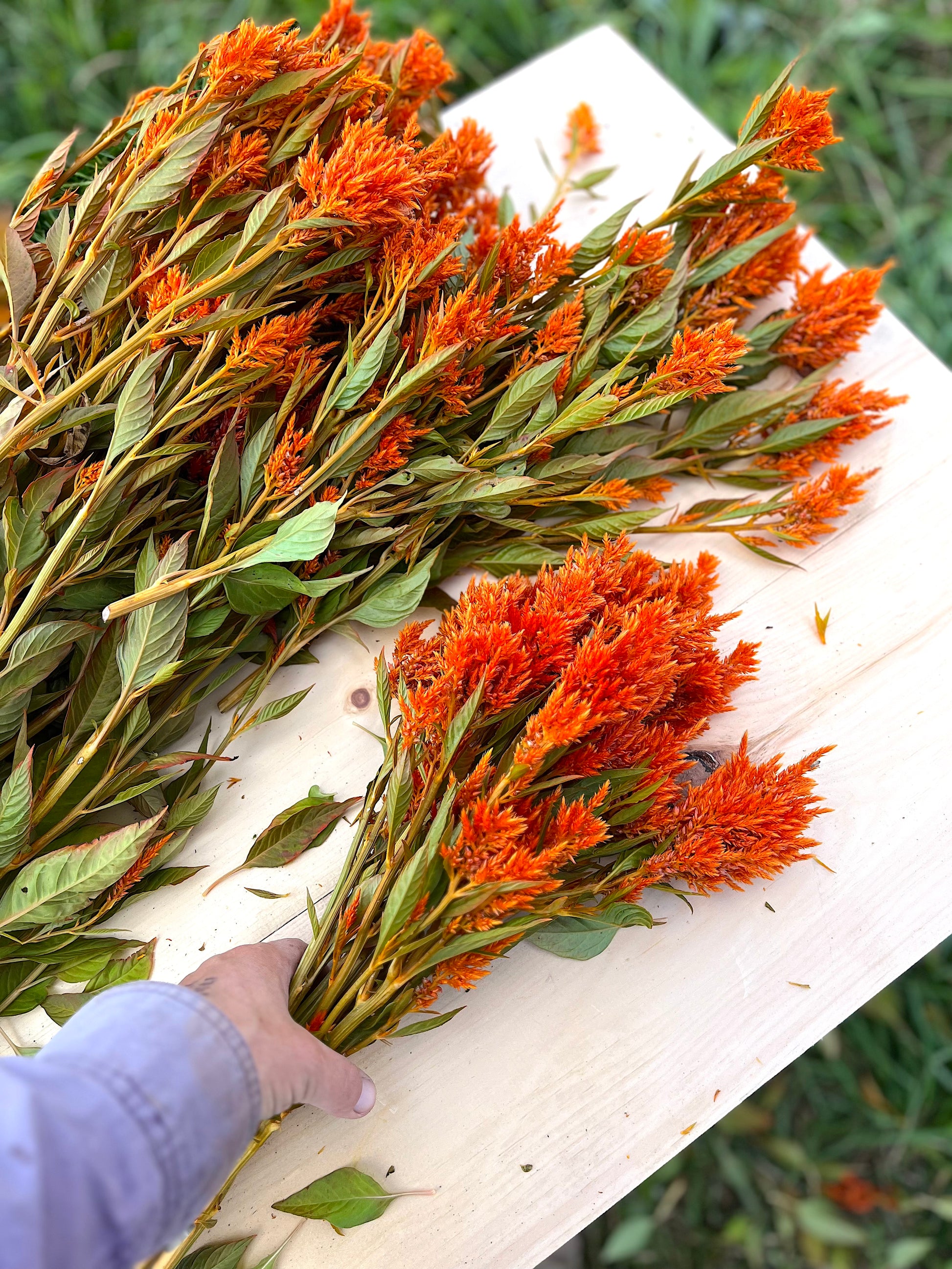 Sunday Bright Orange Celosia