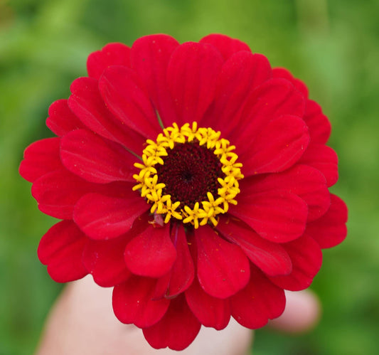 Flower, Super Yoga Red Zinnia