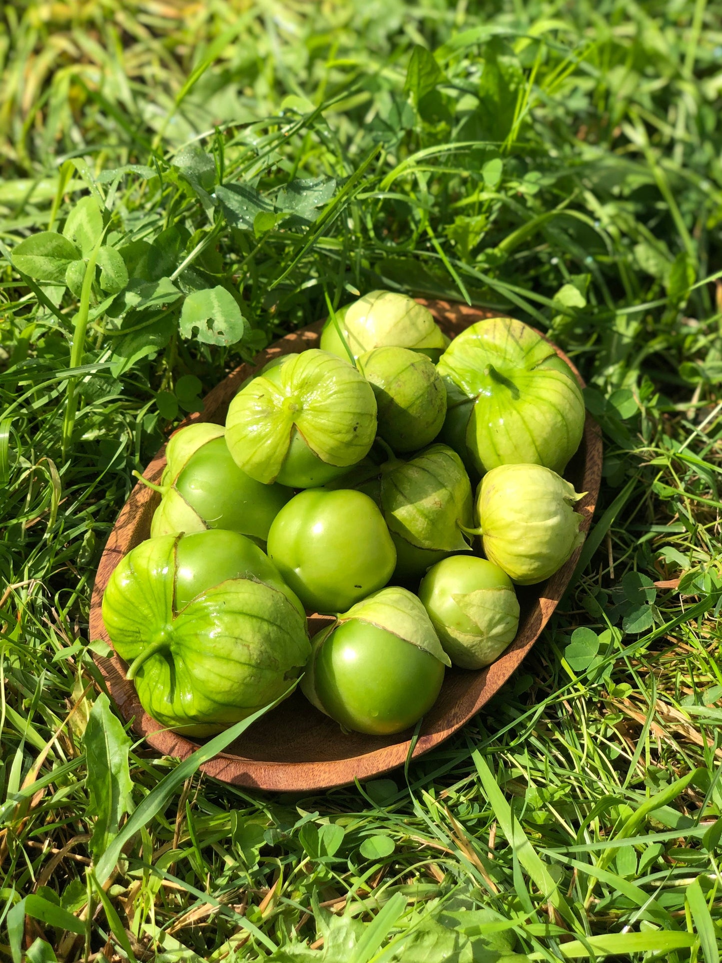 Tomatillo, Toma Verde