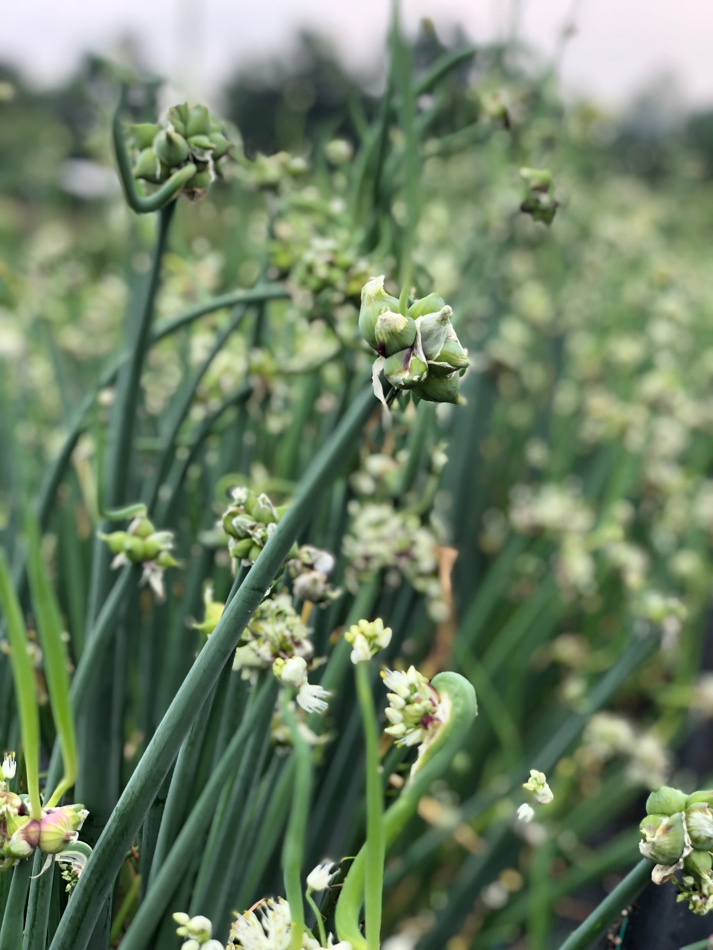 Walking Onions