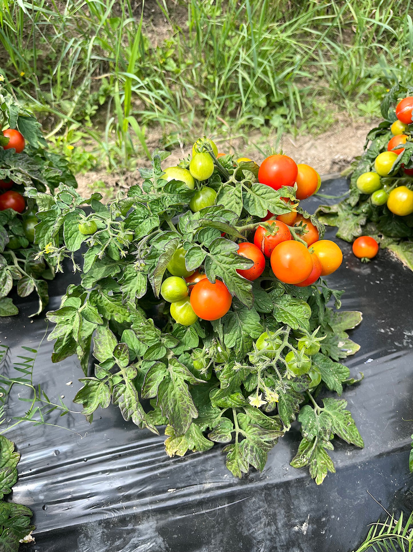 Window Box Dwarf Cherry tomato