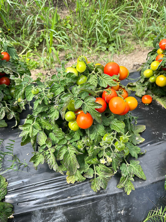 Window Box Dwarf Cherry tomato
