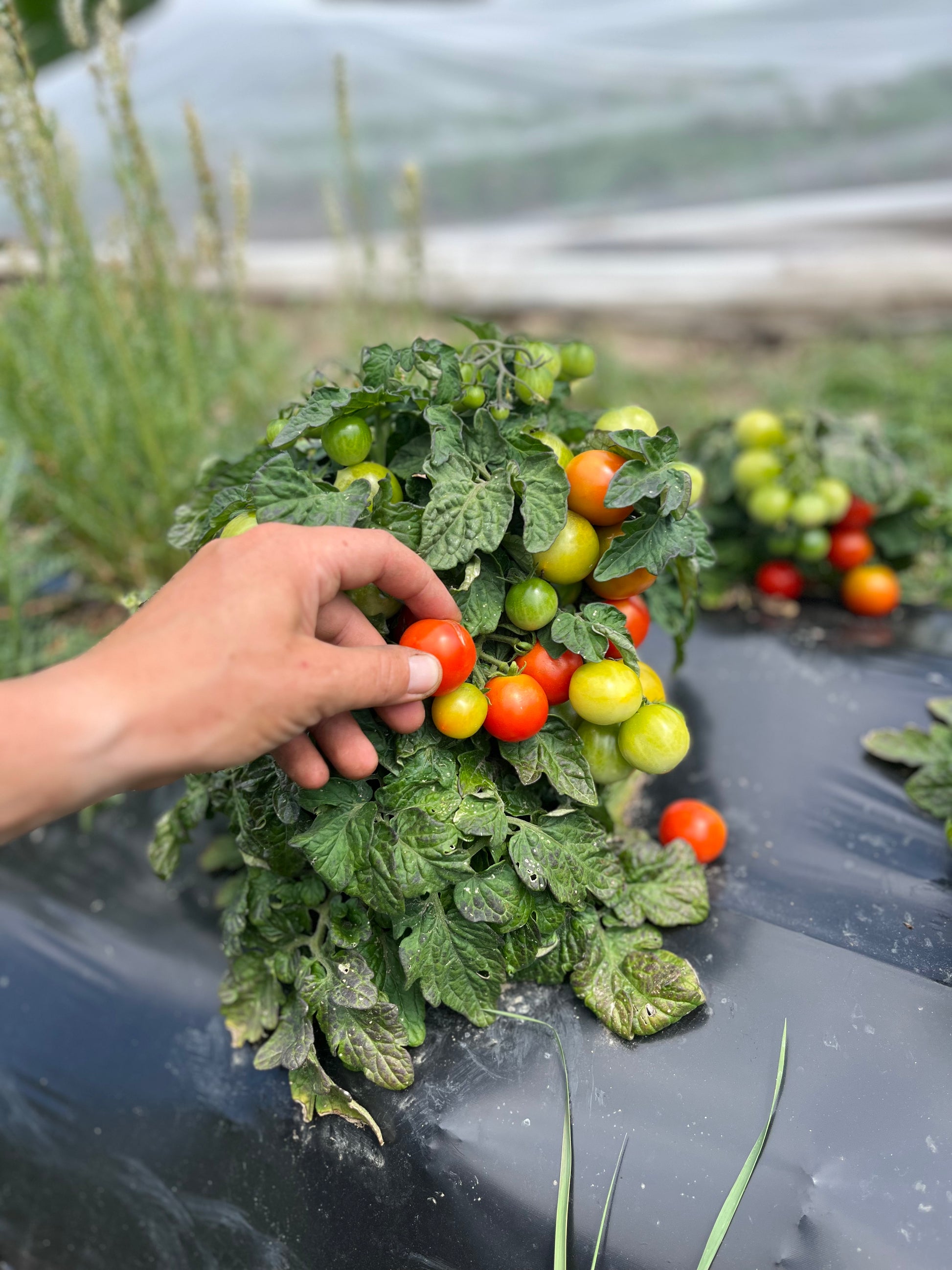 Window Box Dwarf Cherry tomato