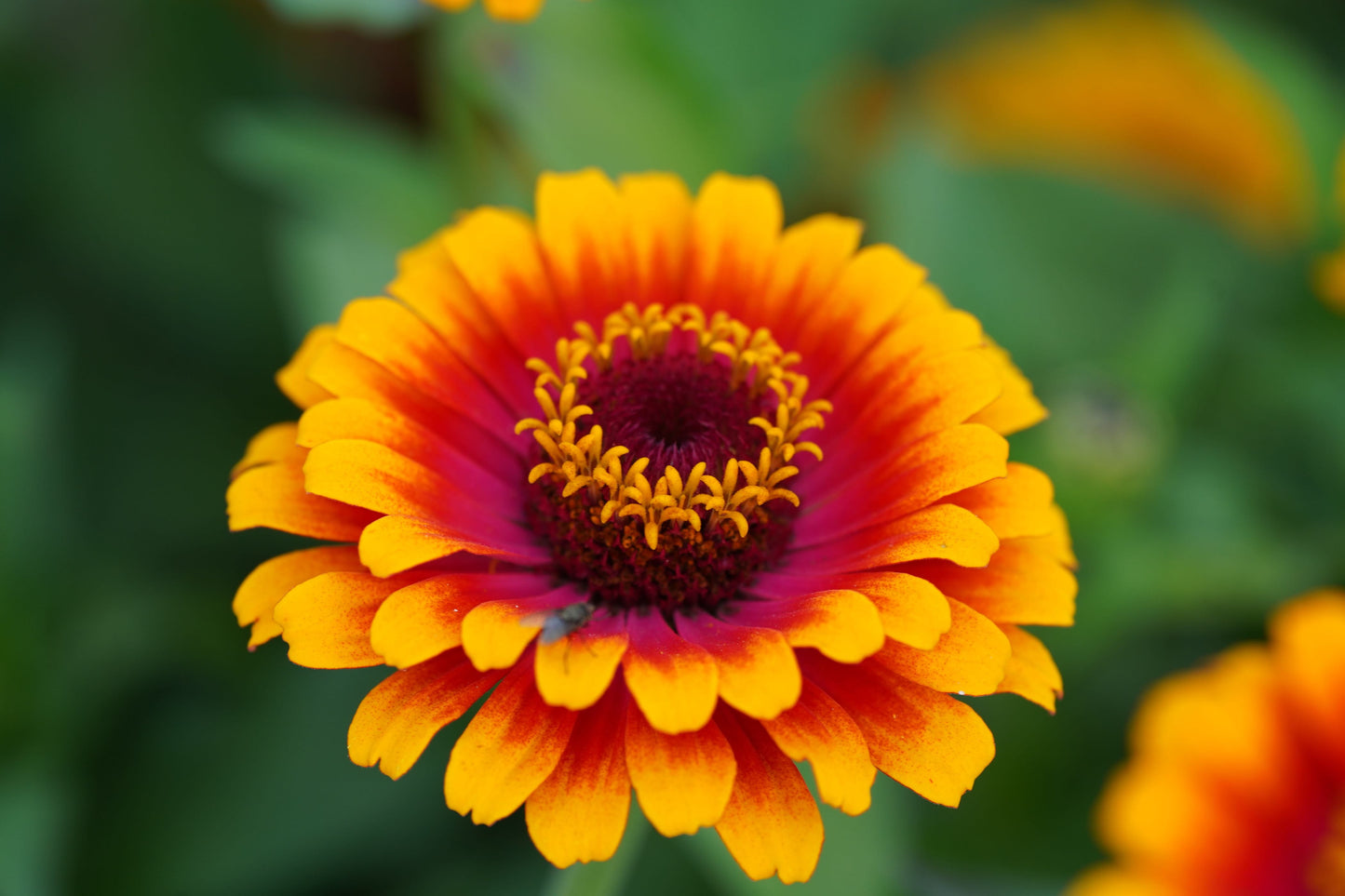 Flower, Zowie Zinnia