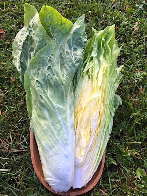 organic sugarloaf italian chicory seeds