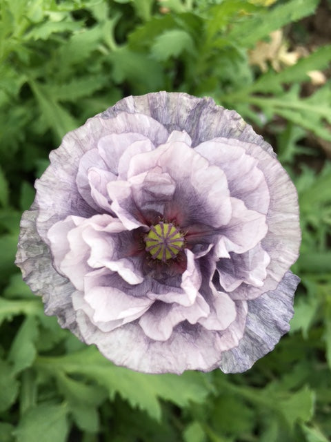 organic amazing grey poppy seeds