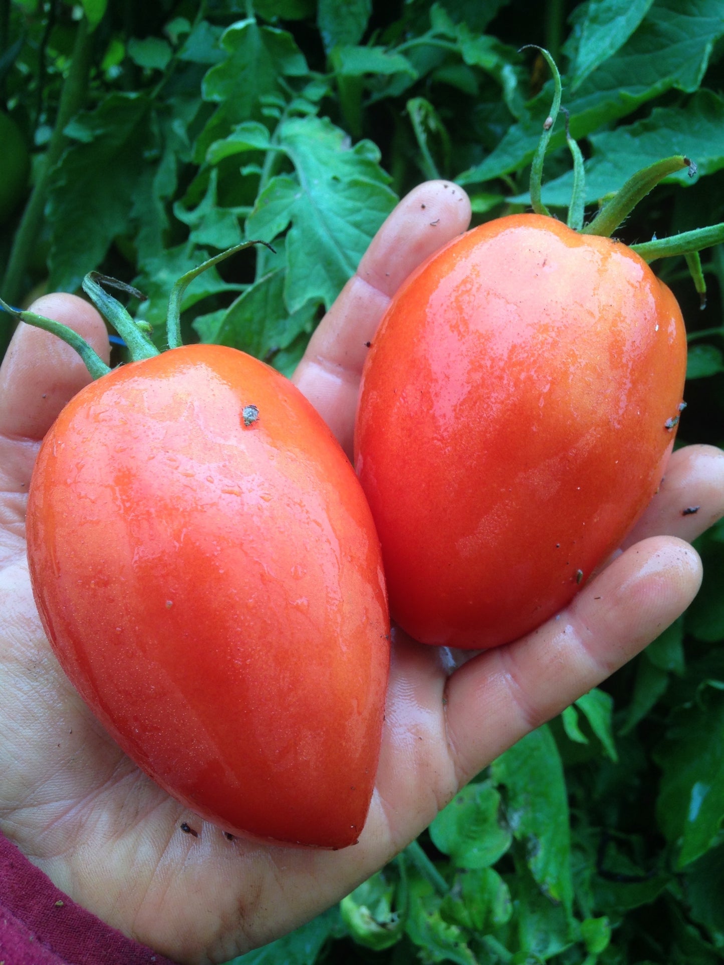 Organic Amish Paste Tomato Seeds