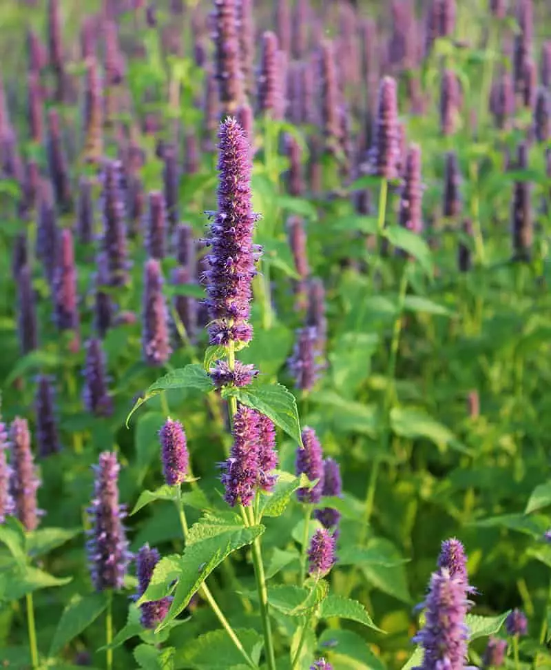 Organic anise hyssop perennial herb seeds