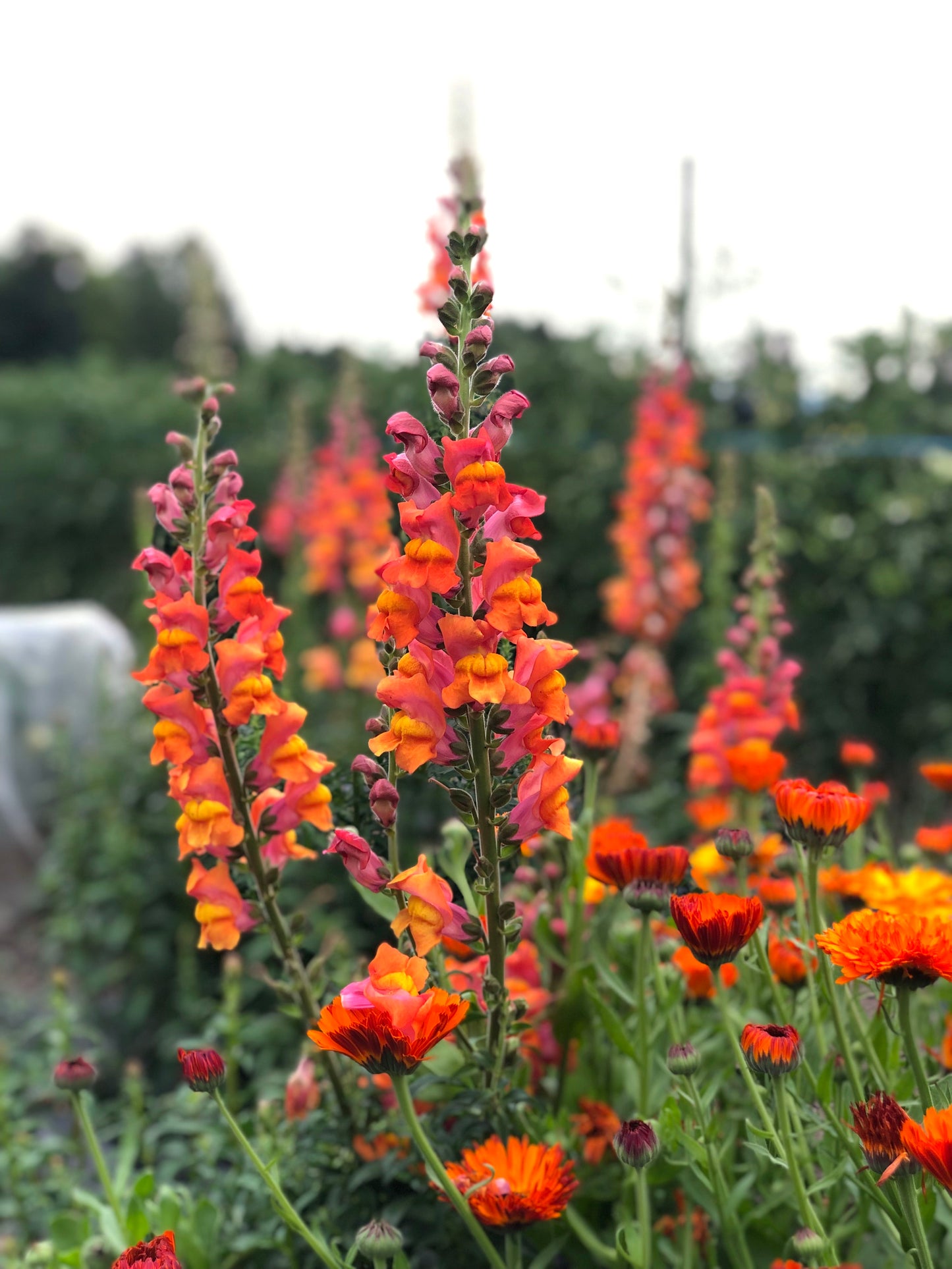 organic-dark-orange-snapdragon-seeds