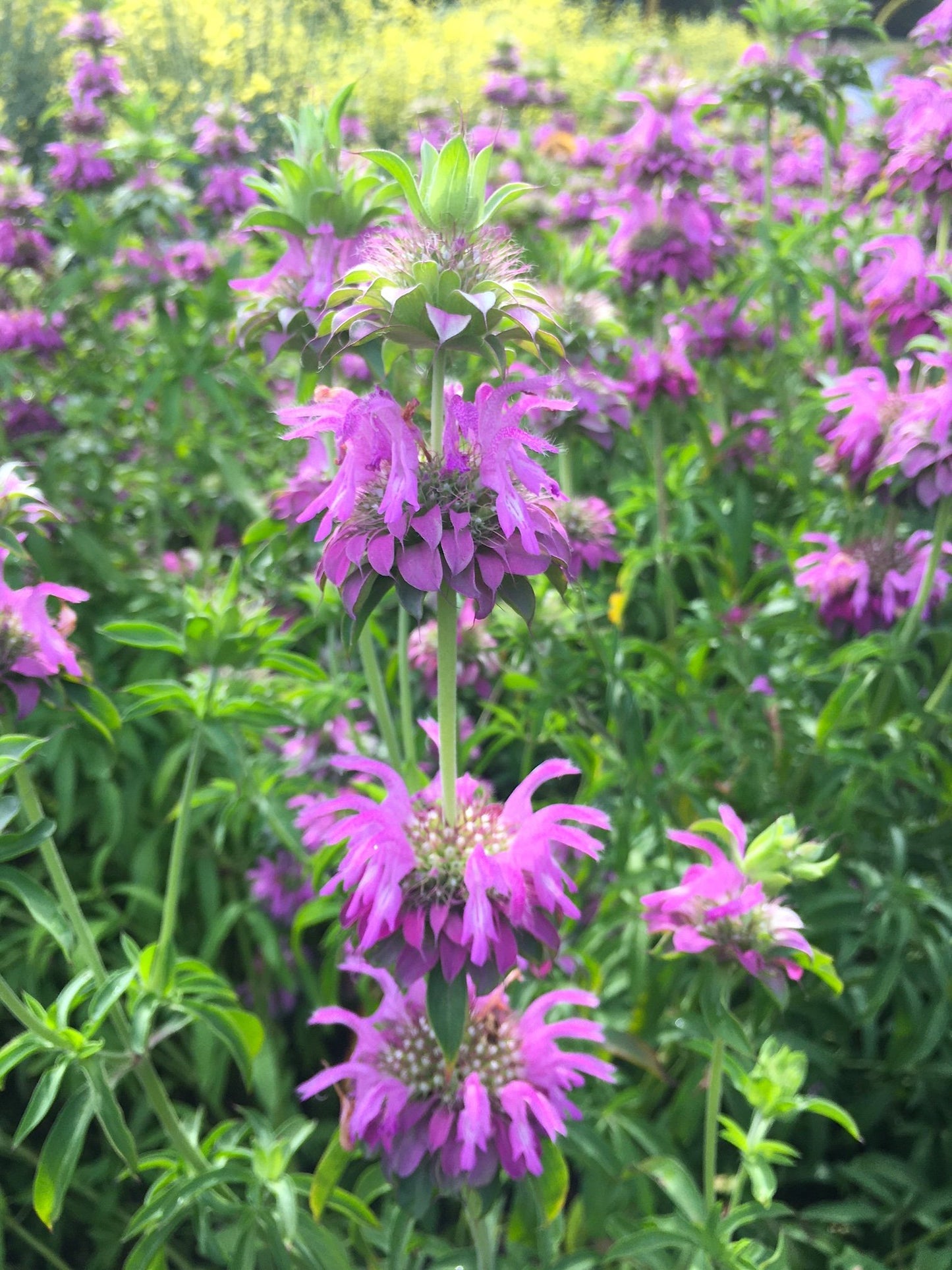 organic bee balm flowers