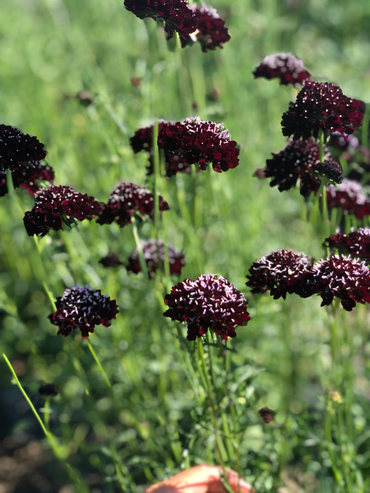 Flower, Black Knight Pincushion Scabiosa Northern Seeds