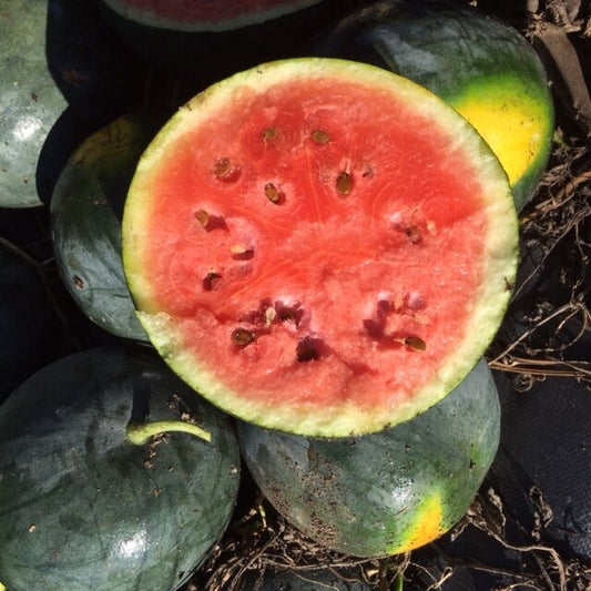 Organic blacktail mountain watermelon