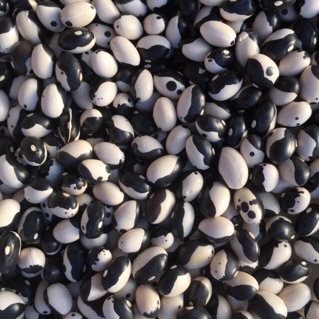 organic calypso dry beans
