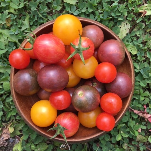 organic cherry tomato mix