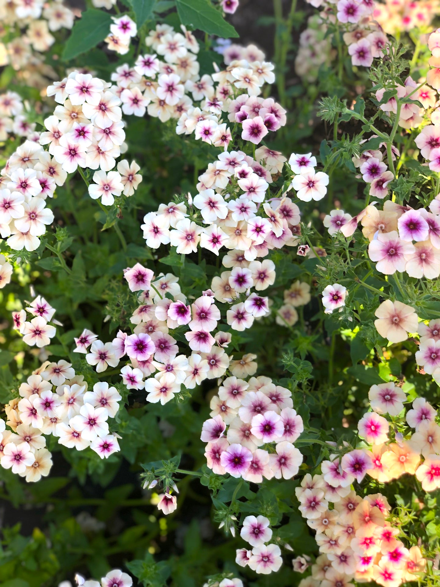 cherry-caramel phlox flower seeds