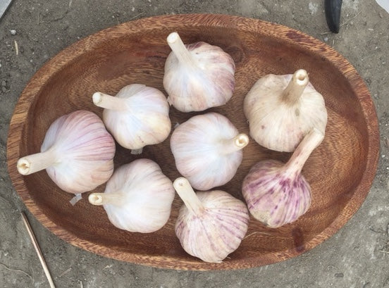 organic chesnok red garlic