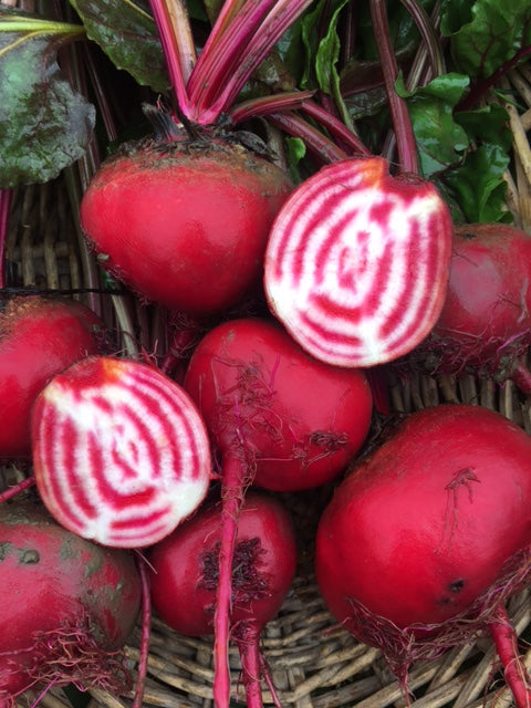 organic chiogga beets