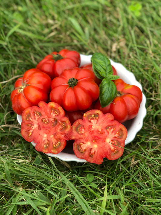 organic costoluti genovese heirloom tomatoes
