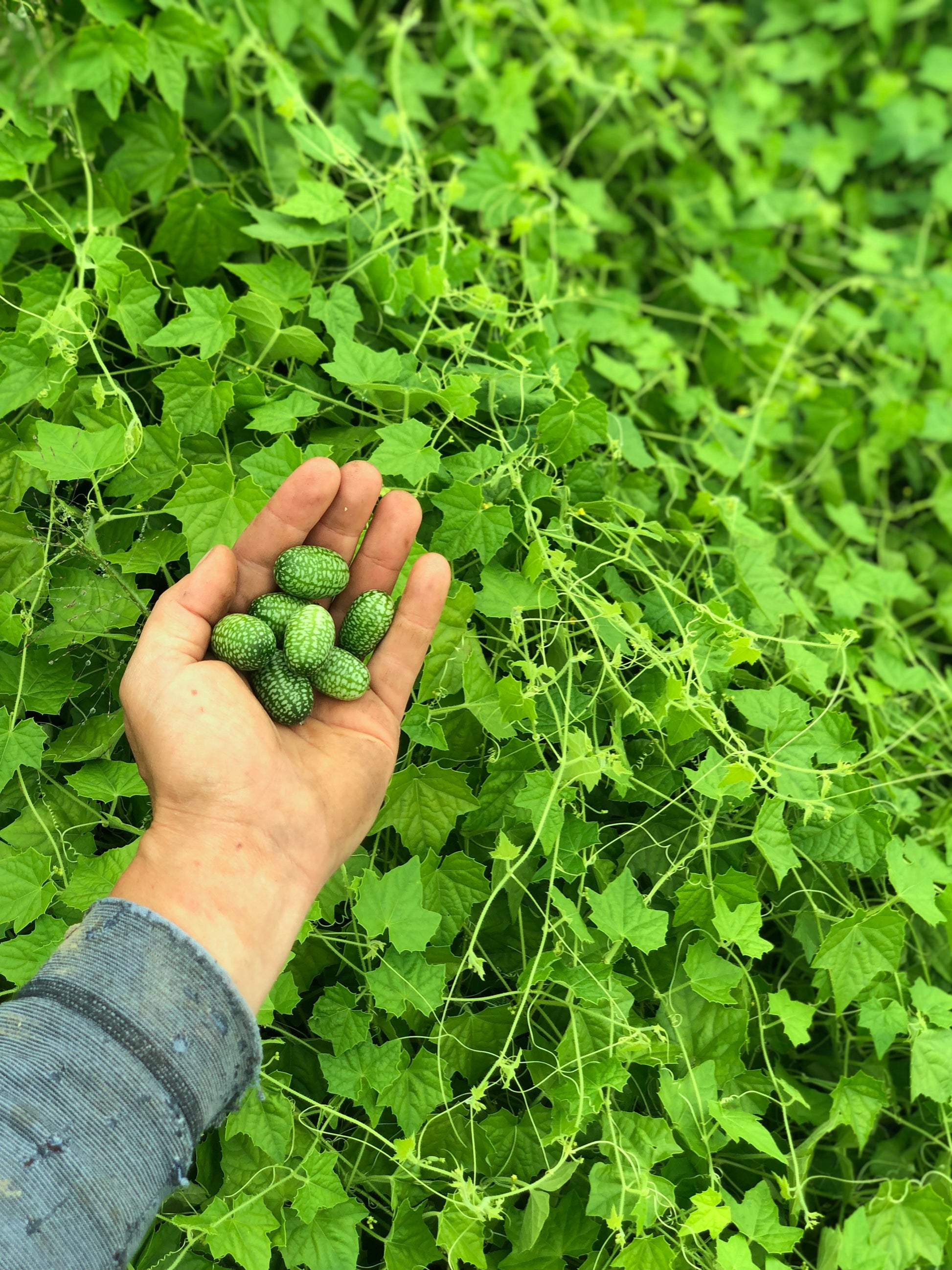 organic cucamelon mouse melon seeds