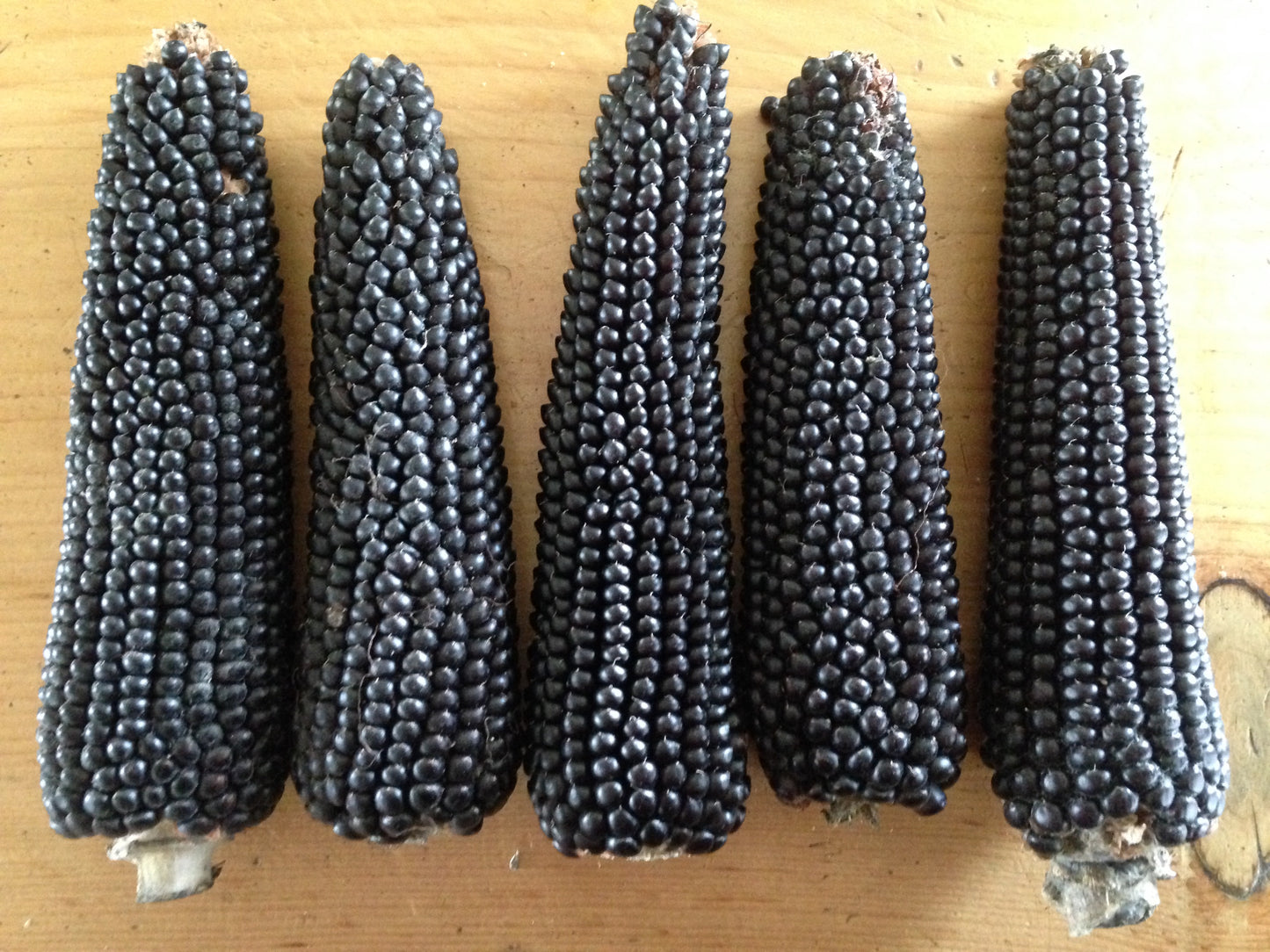 organic dakota black popcorn