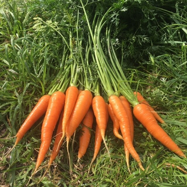 organic danvers 126 carrots
