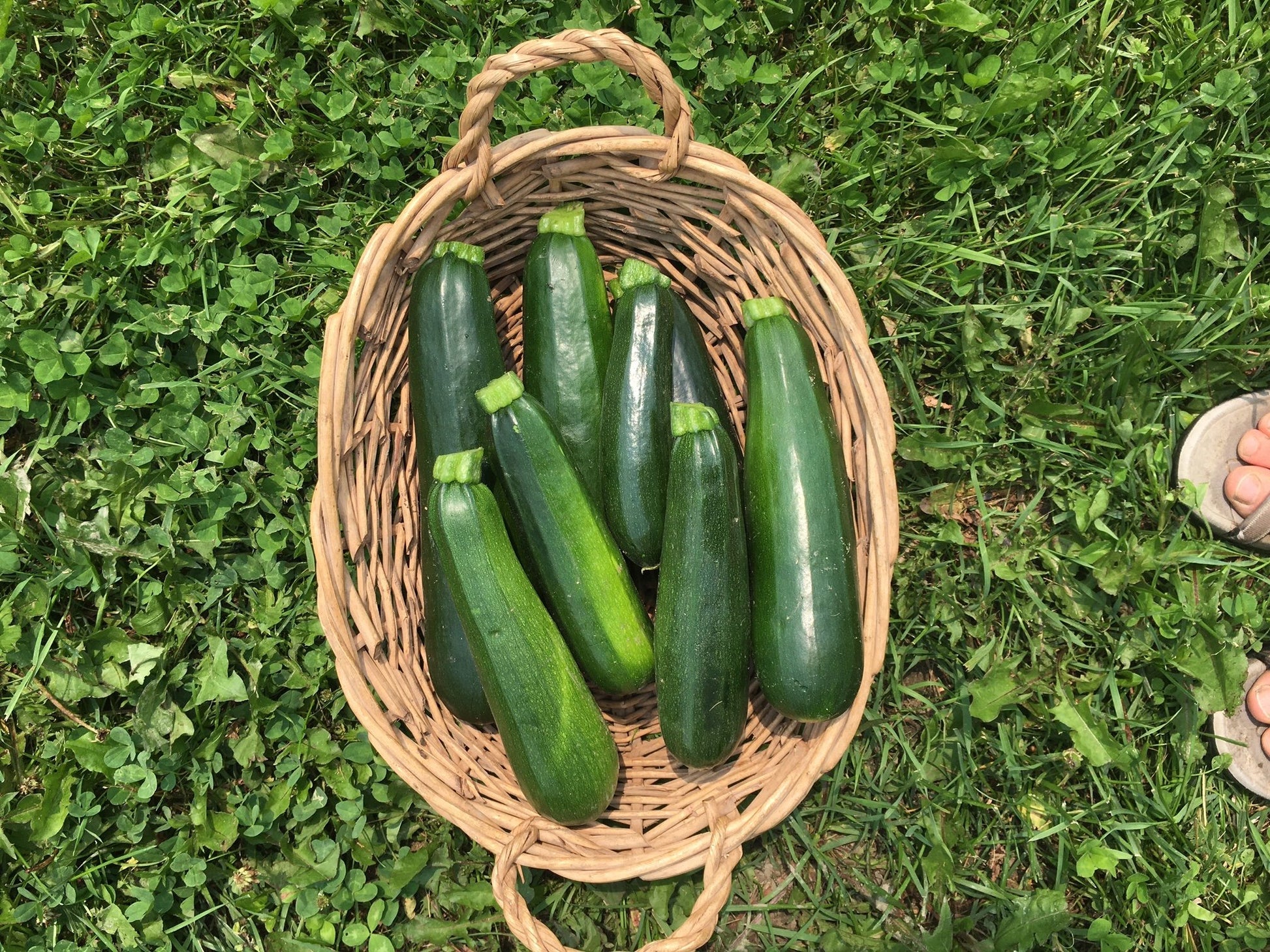 organic dark green zucchinis